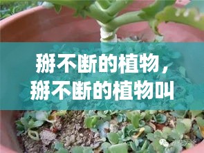 掰不斷的植物，掰不斷的植物叫紅什么 