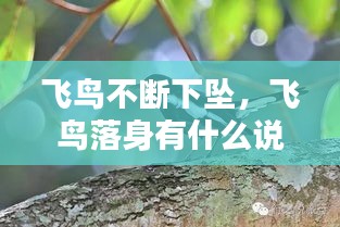 飛鳥(niǎo)不斷下墜，飛鳥(niǎo)落身有什么說(shuō)法 