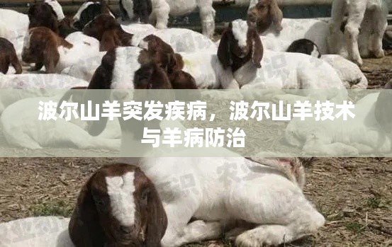 波爾山羊突發(fā)疾病，波爾山羊技術(shù)與羊病防治 