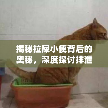 揭秘拉屎小便背后的奧秘，深度探討排泄系統(tǒng)的秘密