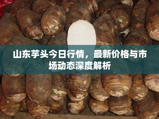 山東芋頭今日行情，最新價(jià)格與市場動(dòng)態(tài)深度解析