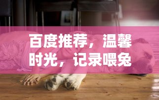 百度推薦，溫馨時光，記錄喂兔子的美好瞬間