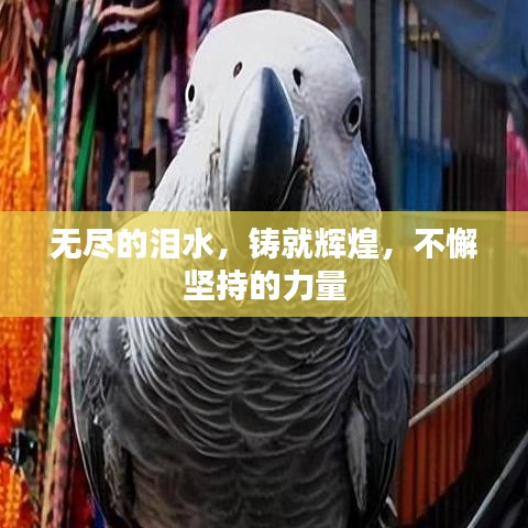 無盡的淚水，鑄就輝煌，不懈堅(jiān)持的力量
