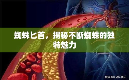 蜘蛛匕首，揭秘不斷蜘蛛的獨(dú)特魅力