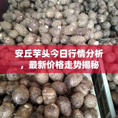 安丘芋頭今日行情分析，最新價格走勢揭秘