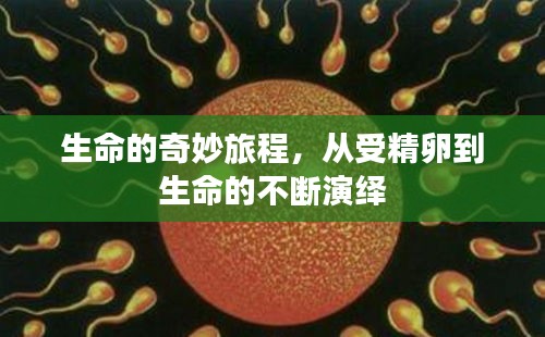 生命的奇妙旅程，從受精卵到生命的不斷演繹