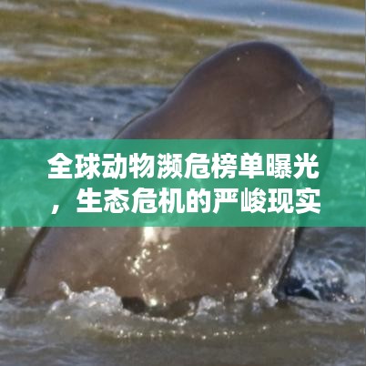 全球動物瀕危榜單曝光，生態(tài)危機(jī)的嚴(yán)峻現(xiàn)實(shí)揭秘