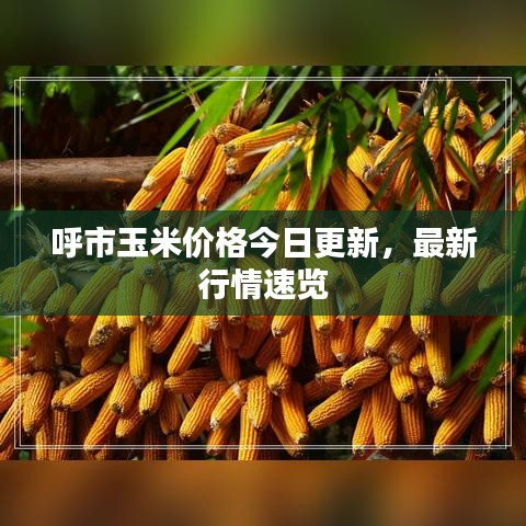 呼市玉米價(jià)格今日更新，最新行情速覽