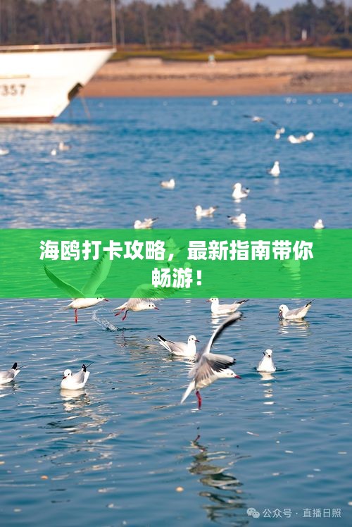 海鷗打卡攻略，最新指南帶你暢游！