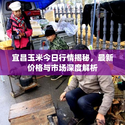 宜昌玉米今日行情揭秘，最新價(jià)格與市場深度解析
