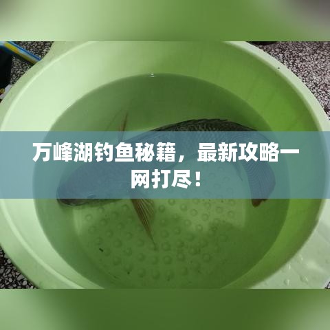 萬峰湖釣魚秘籍，最新攻略一網(wǎng)打盡！