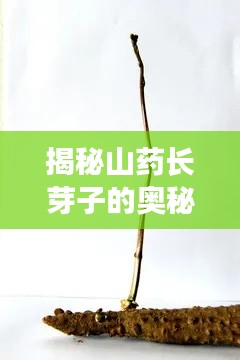 揭秘山藥長(zhǎng)芽子的奧秘，探尋山藥生長(zhǎng)的秘密